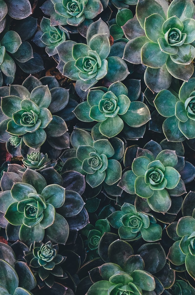 Succulents in DIY planters